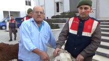 Antalya Hayvan Hırsızları Jandarmadan Kaçamadı