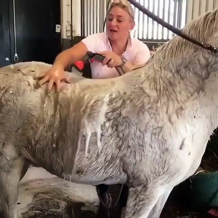 Dirty Horse