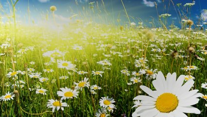 Transformons les cadavres en engrais!