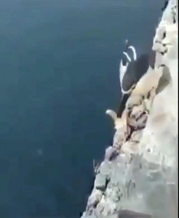 Smart Bird