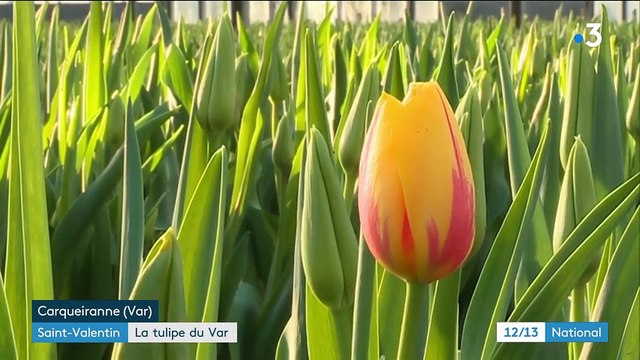 Fleurs : la culture de la tulipe dans le Var