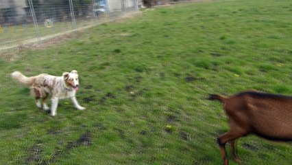 Crassouille et les chèvres