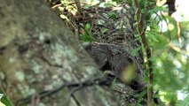 Dozens of monkeys killed amid yellow fever panic in Brazil