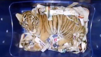 Un bébé tigre enfermé dans un colis découvert par la douane mexicaine