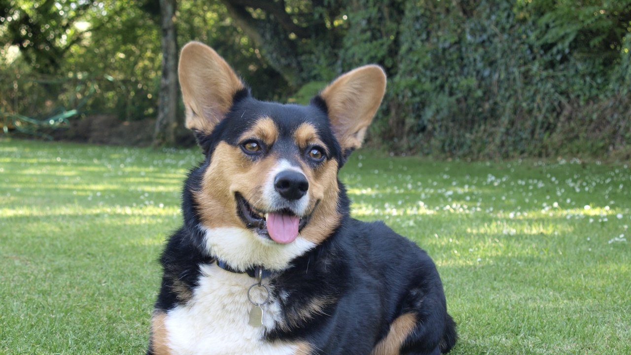 80 Years of Queen Elizabeth's Royal Corgis