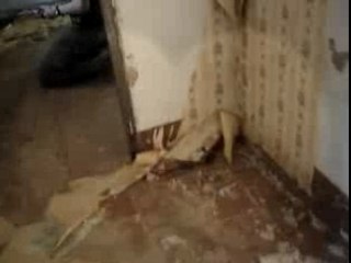 Bataille du 25.11.07 (Airsoft)