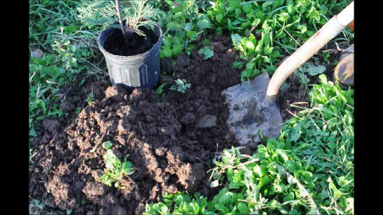 How To quickly Plant a 1 gal Potted Evergreen......Demo of a Green Giant