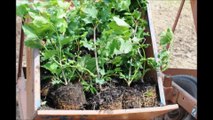 How to plant shrubs in mass       Viburnums