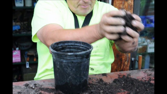 How You Can Grow Trees that You Find Growing Naturally