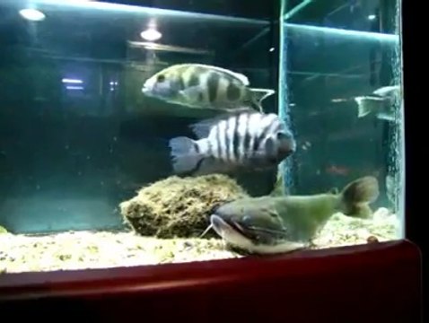 Ce poisson chat prépare un sale coup... Il va avaler un autre poisson aussi gros que lui