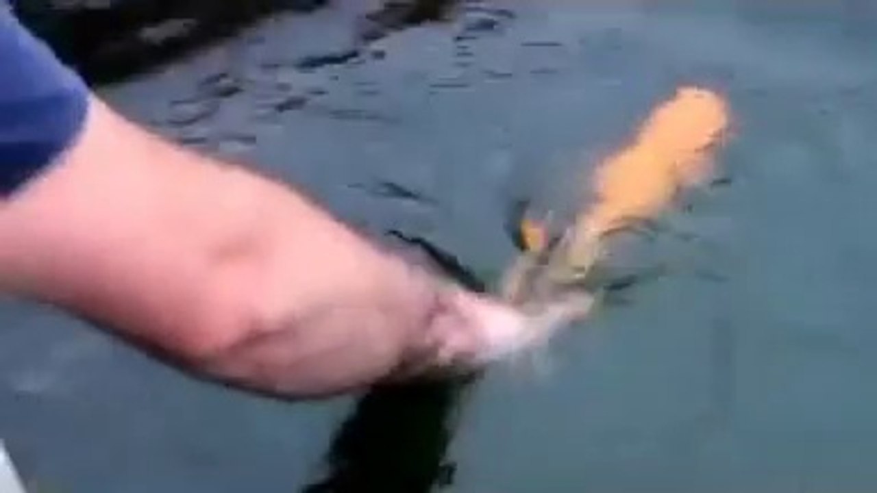 Il a dressé son poisson rouge et joue avec lui... Adorable