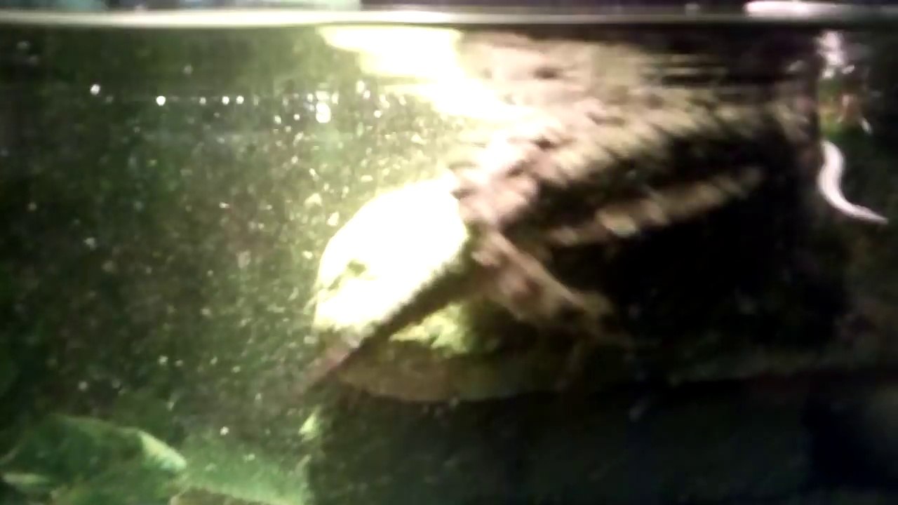 Cette tortue gourmande attrape une souris aussi grosse qu'elle... Miam