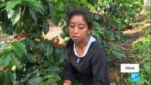 Mexico's coffee production threatened by climate change