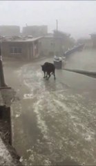 Cette vache subit aussi les aléas de la météo