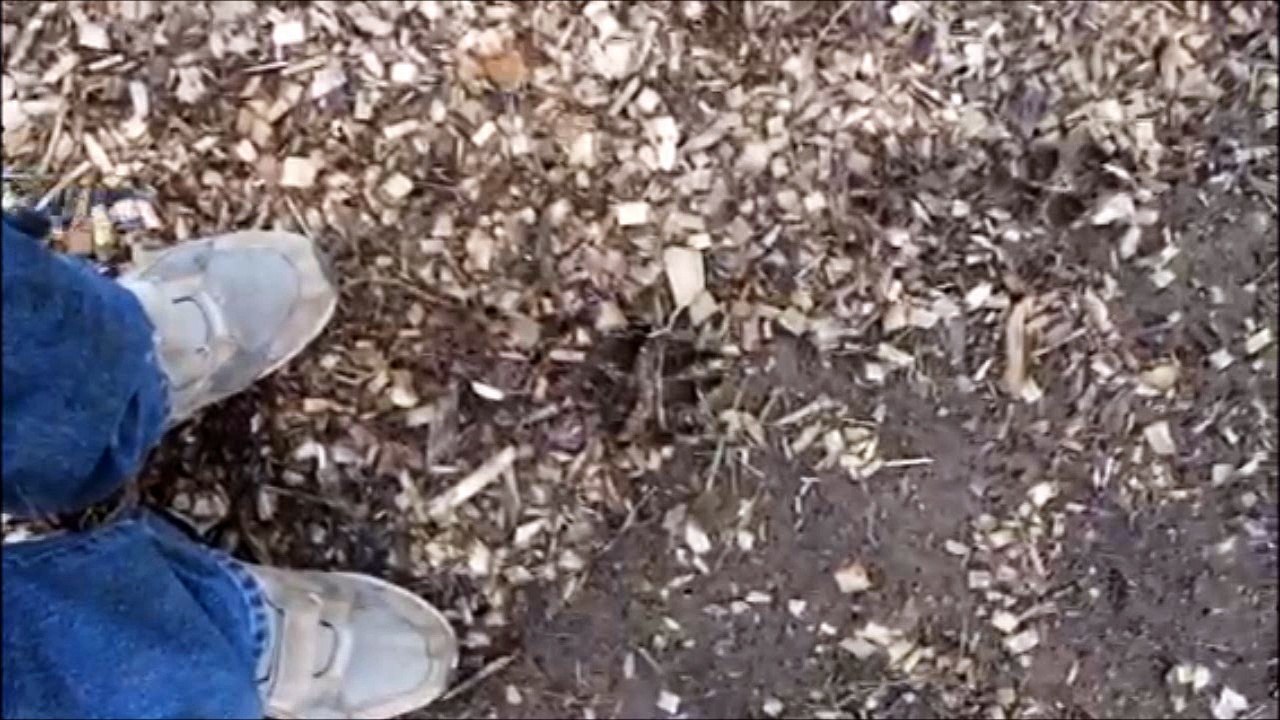 Hunting  Coyotes Here near Doylestown Pa    Call us at 215 651 8329