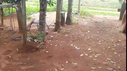 Olho maior q a BARRIGA cobra comendo cobra