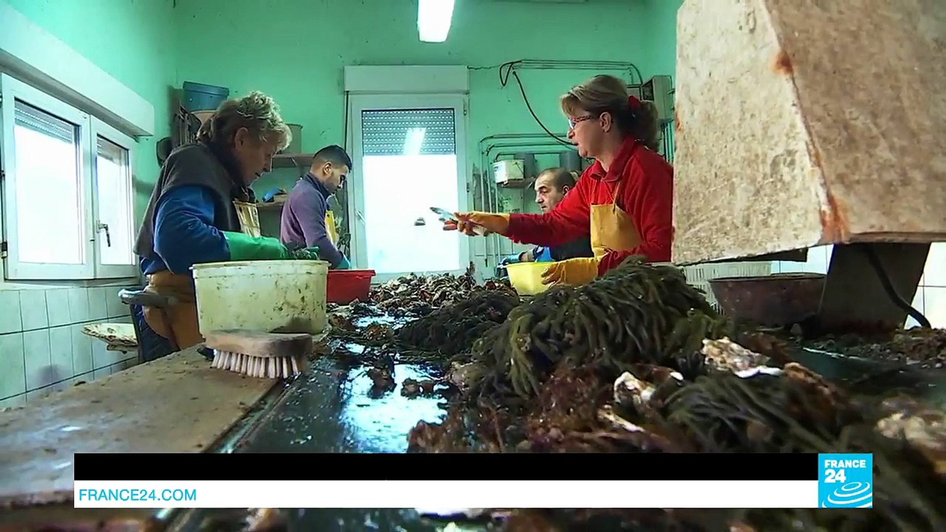 Seahorses and shellfish fascinate in France's Thau Lagoon