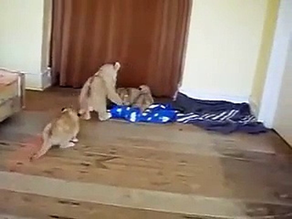 Best_Documentary_HD_Big_Lion_Cub_Annoys_Baby_Cubs_-_Very_Cute