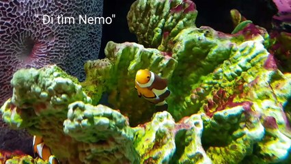 Khám phá Thủy cung Sea Life Bangkok Ocean World (Thái Lan)