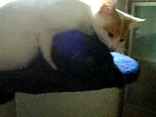 Nemo fait la toilette de Nala