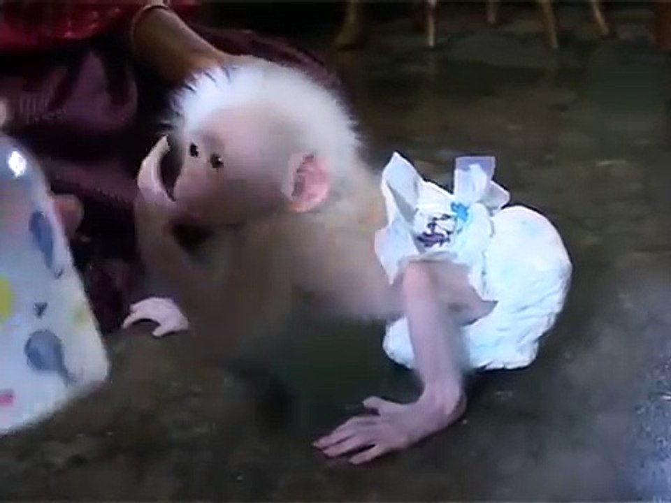Bottle_Fed_Baby_Animals___Baby_Monkey_With_Human_Mother,_Guwahati
