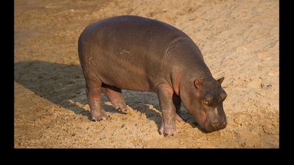 Watch Fiona the Baby Hippo Take Her First Steps and Squeal Forever