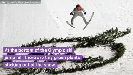 Why Are Those Little Plants At The Bottom Of The Olympic Ski Jump?
