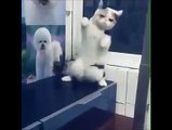 Кошачий танец живота | Cat's belly dance