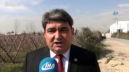 Nektarin kış ortasında çiçek açtı görenler şaştı