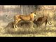 Group hunting Lions - Hunters-Wildlife Predators, #04, 사자, 가족끼리 협력하라