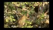 야생의 초원 세렝게티 - Leopard stays above the trees  - Wildlife in Serengeti EP01, #08, 나무위에서 생활하는 표