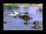 Hippos - Wildlife in Serengeti EP02, #04, 하마들