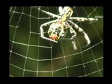 공생과 기생 - Spiders, kiss of death to insects - Relationships in Nature, #04, 죽음의 덫 거미