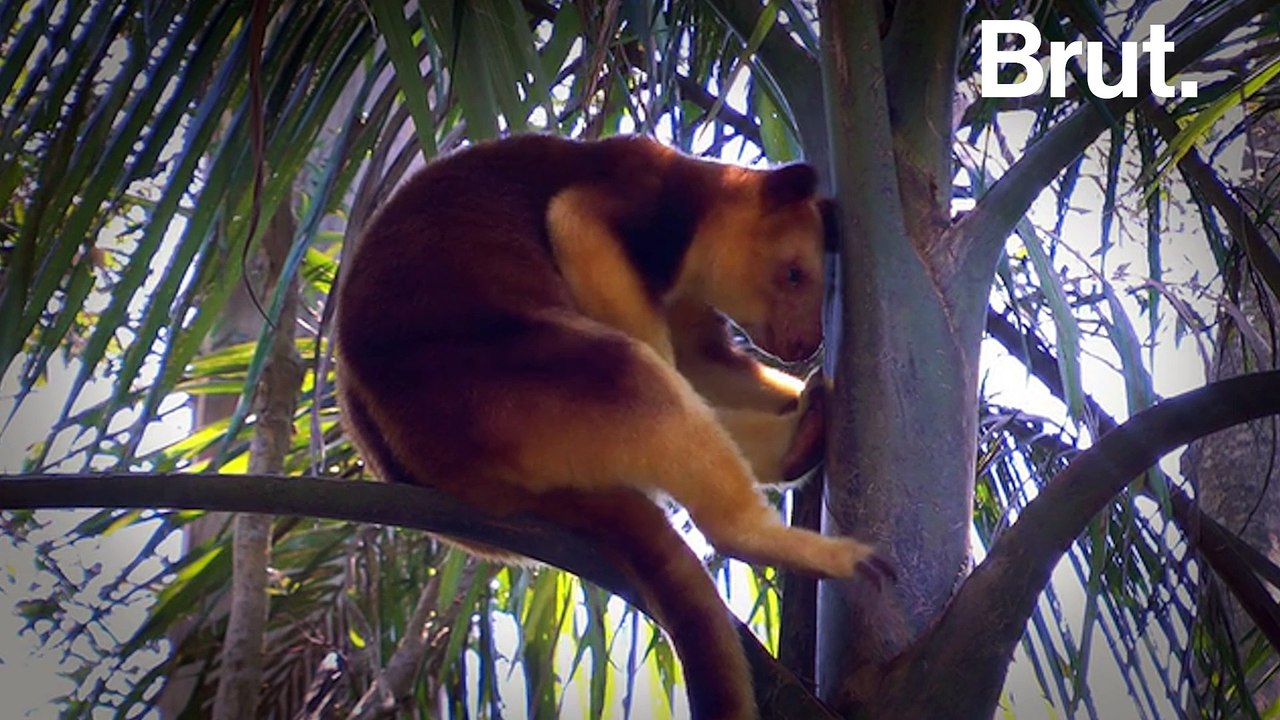 Le dendrolague, le kangourou des arbres