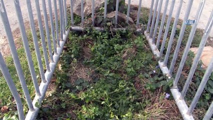 Yol ortasındaki mezar merak konusu oldu