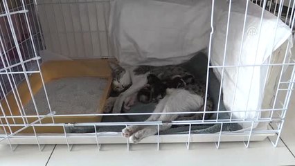 Ölümün Eşiğindeki Kediye "Hayat" Veren Müdahale