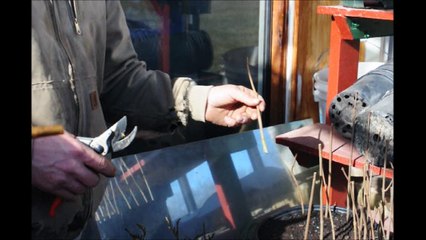 Cheap  Way to Grow Trees and Shrubs ....     Cuttings