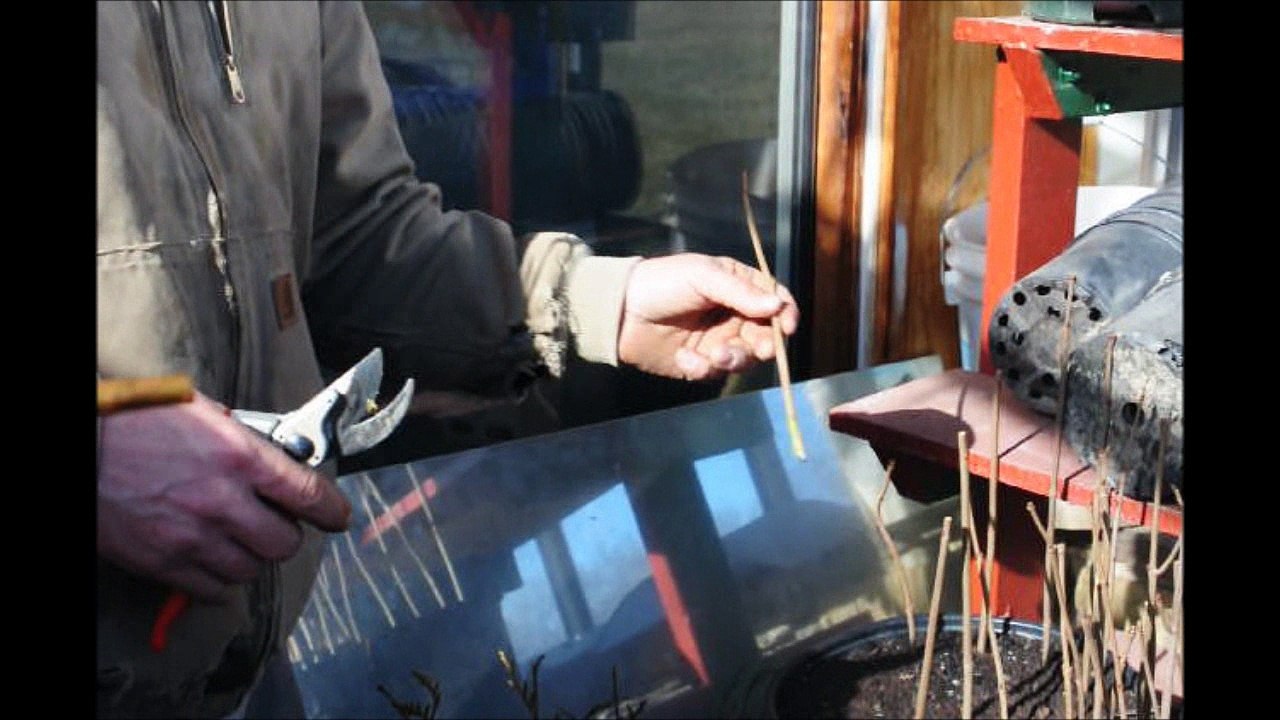 Cheap  Way to Grow Trees and Shrubs ....     Cuttings