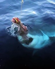 Un grand requin blanc affamé ça donne ça...