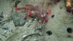 Des plongeurs découvrent un poisson très rare qui semble avoir des mains : Red hand fish
