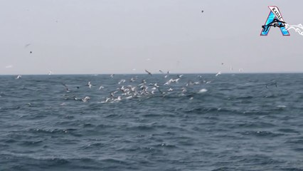 Migration Sea Birds Attacking on Tuna Fishes