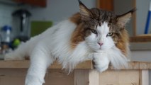 Meet Samson, the world's largest house cat