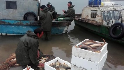 Sivas'ın balığı takas için Samsun'a götürülüyor