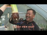 [Live Tonight] 생방송 오늘저녁 96회 - King Taro and Peppino fruit! 왕토란과 페피노 열매! 20150403