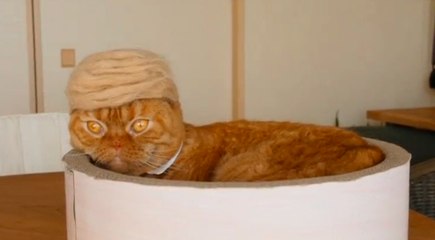 Ces chats qui portent des chapeaux faits de leurs propres poils