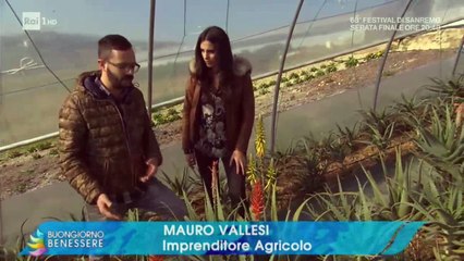 Aloe da bere Erbedimauro - Produzione artigianale e naturale del succo di Aloe fresco