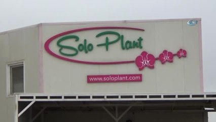 Sevgililer Gününde Yerli Orkideye Büyük Talep