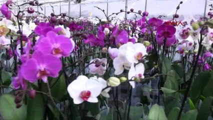 Sevgililer gününde gül ve orkide kapışması