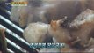 [Live Tonight] 생방송 오늘저녁 122회 - broiled eels 20150512