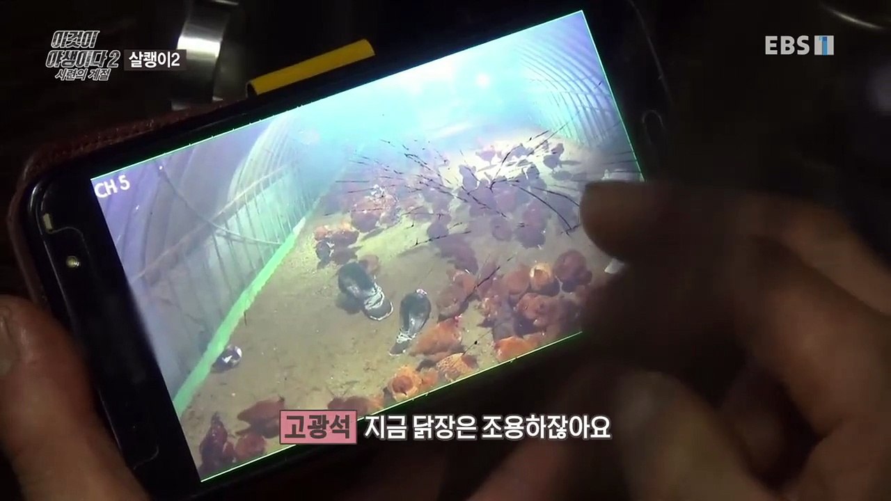 이것이 야생이다 2 - 9부- 살쾡이 두 번째 이야기_#002